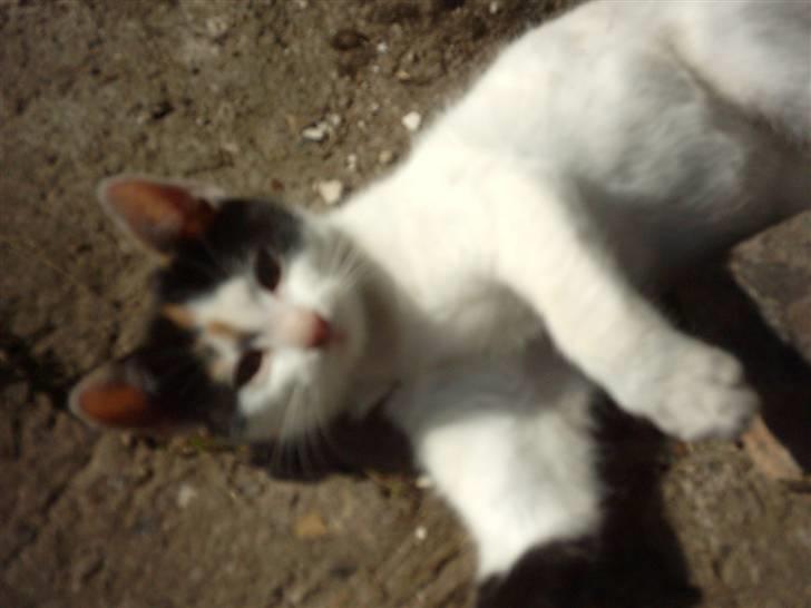 Huskat Marina - Marina....=) billede 8