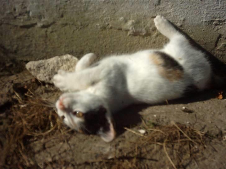 Huskat Marina - Marina missen.. billede 9