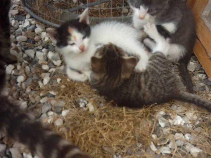 Huskat Marina - Marina leger..h billede 10