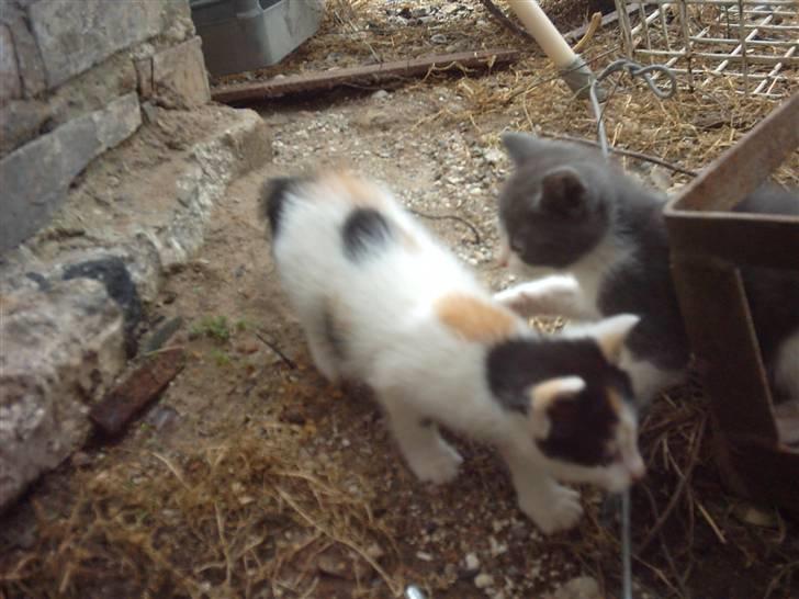 Huskat Marina - Marina... billede 11