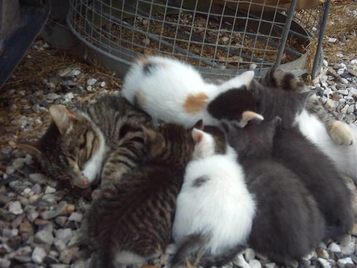 Huskat Marina - Marina og brødre drikker lidt mælk...>#3 billede 12