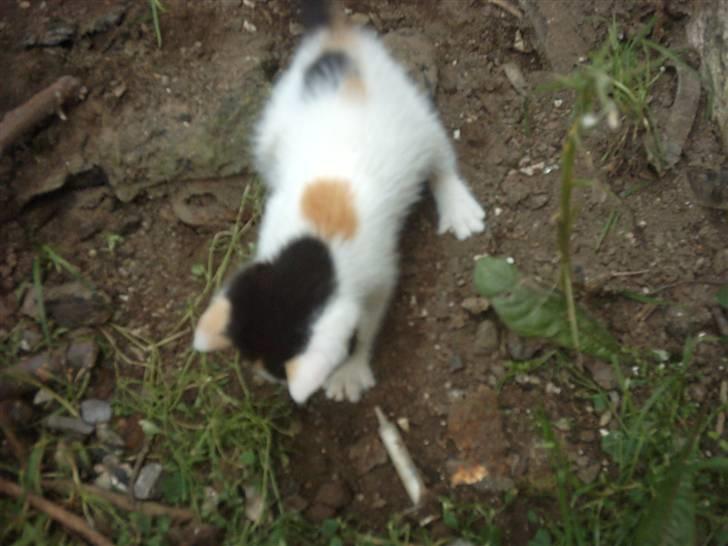 Huskat Marina - Marina mislingen...>#3 billede 13