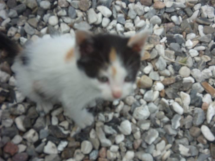 Huskat Marina - Marina..=) billede 14