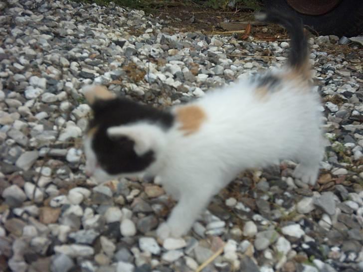 Huskat Marina - Marina missen mussen...>#3 billede 15