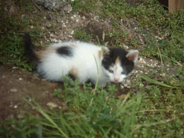 Huskat Marina - Marina.. billede 16