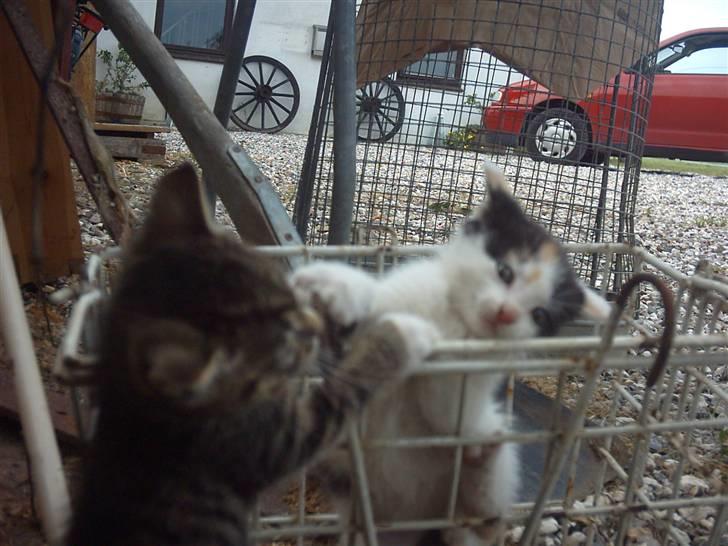 Huskat Marina - Marina leger i cykelkurv..."alt kan bruges" billede 17