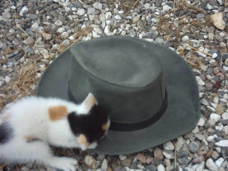 Huskat Marina - Marina leger med hat...>#3 billede 18