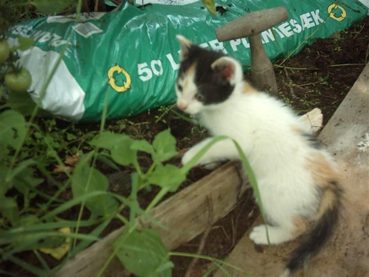 Huskat Marina - Marina i drivhuset..=) billede 19