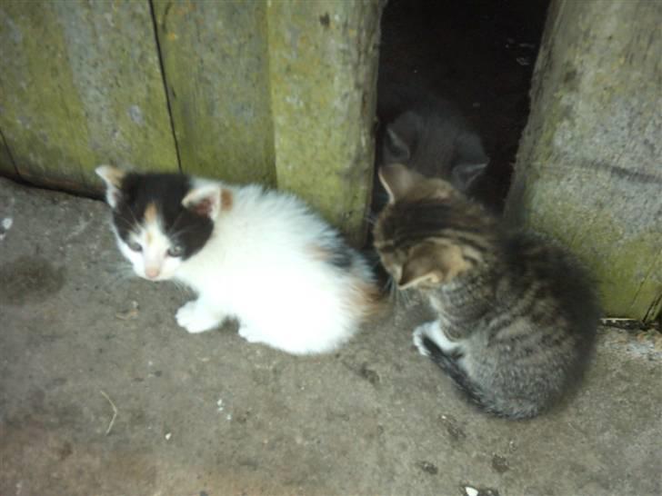 Huskat Marina - Marina og Magnum>#3 billede 20