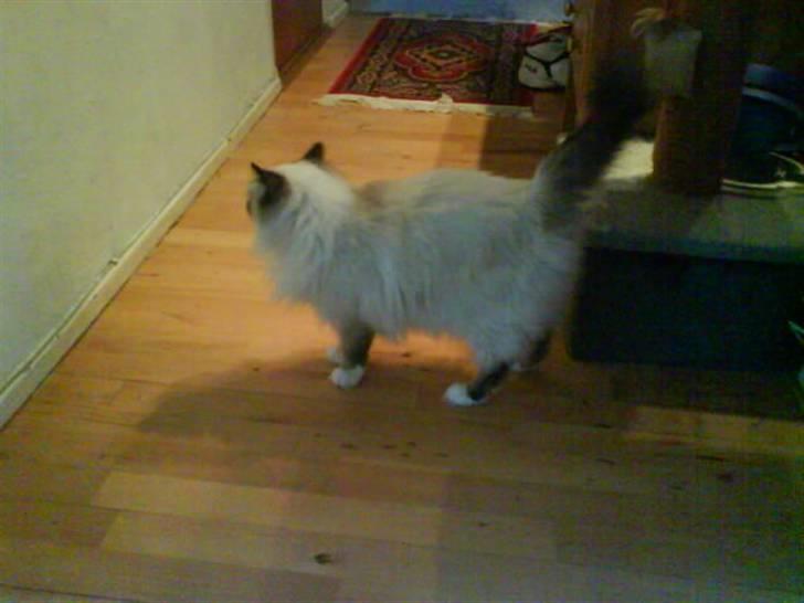 Hellig Birma Bianca billede 8