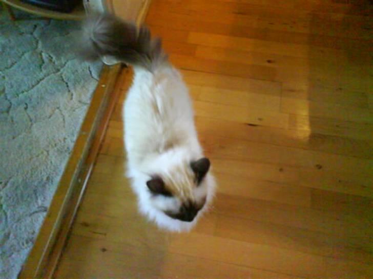 Hellig Birma Bianca billede 9