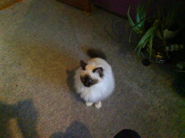 Hellig Birma Bianca billede 10