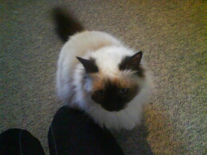 Hellig Birma Bianca billede 11