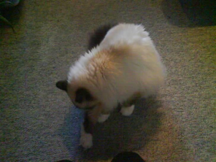 Hellig Birma Bianca billede 12