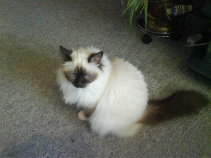 Hellig Birma Bianca billede 13