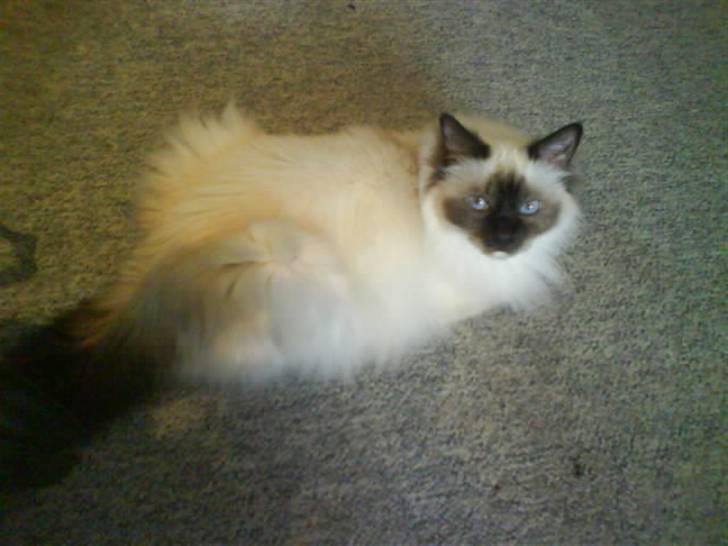 Hellig Birma Bianca billede 14