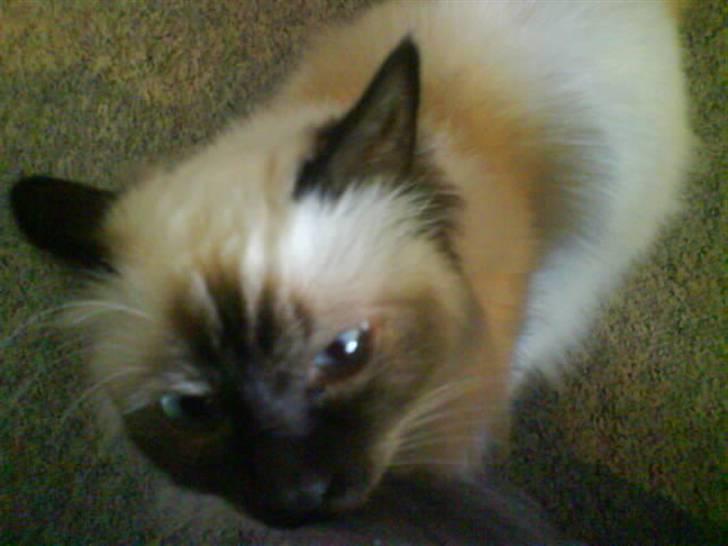 Hellig Birma Bianca billede 16