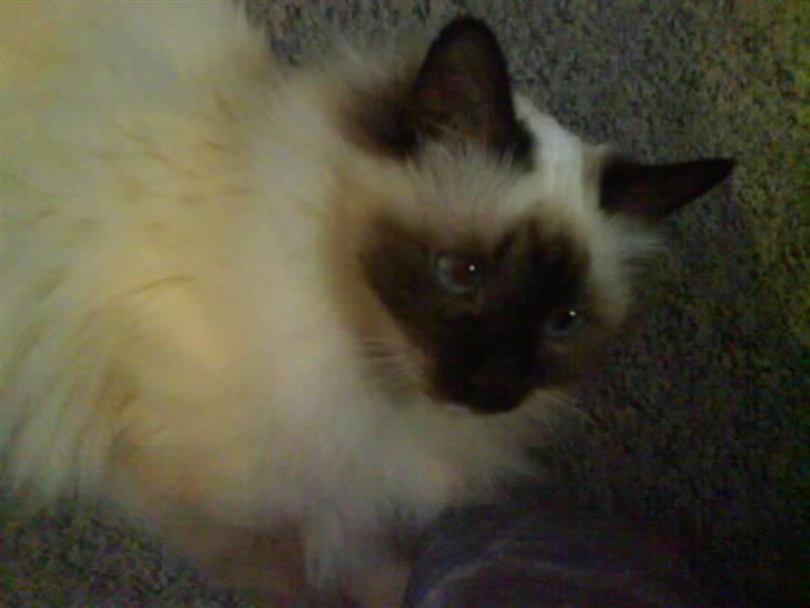 Hellig Birma Bianca - Tænke tænke tænke billede 17