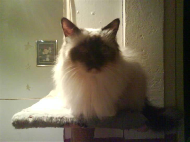 Hellig Birma Bianca billede 18