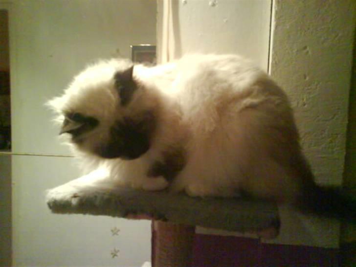 Hellig Birma Bianca billede 19