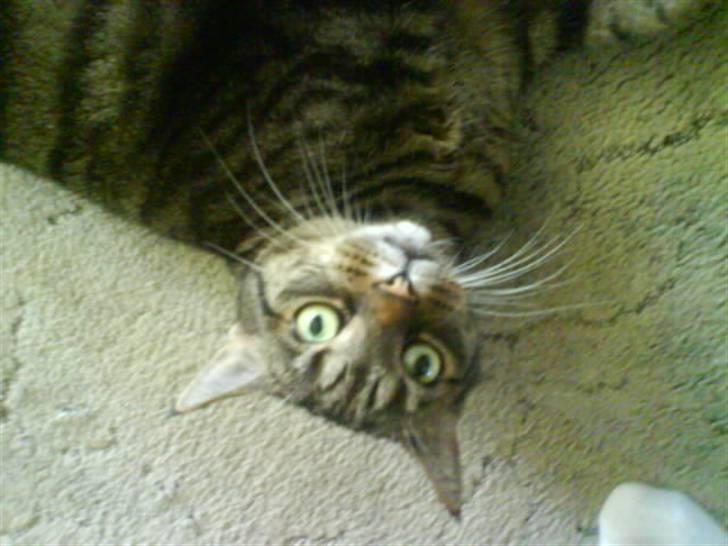 Huskat Sille - Tittebøøøhhh billede 1