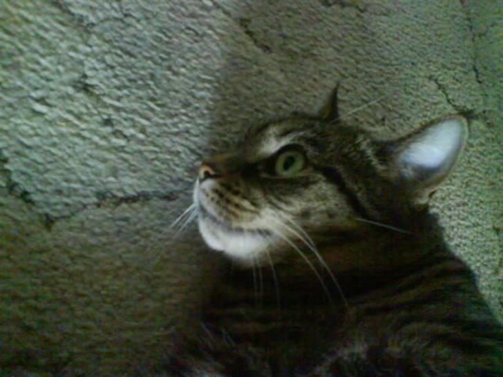 Huskat Sille billede 2