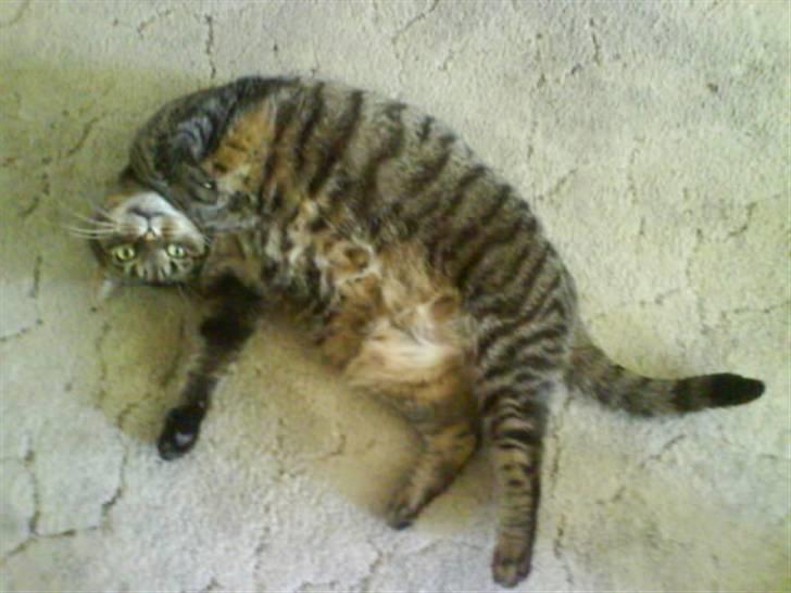 Huskat Sille billede 3