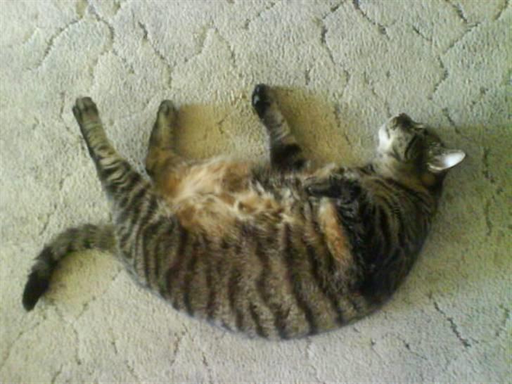 Huskat Sille billede 4