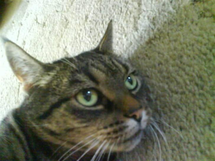 Huskat Sille billede 5