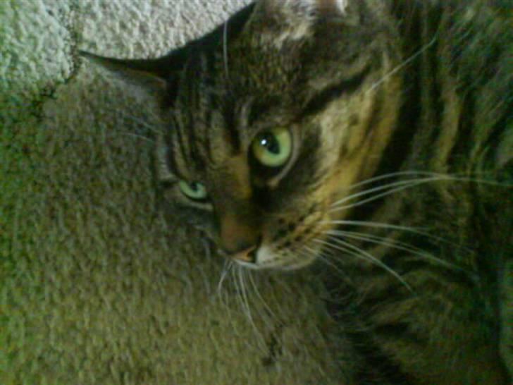 Huskat Sille billede 6