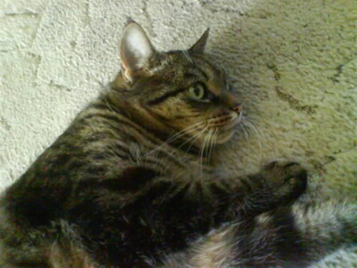 Huskat Sille billede 7