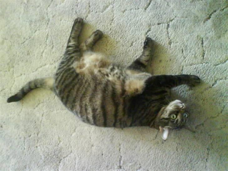 Huskat Sille billede 8