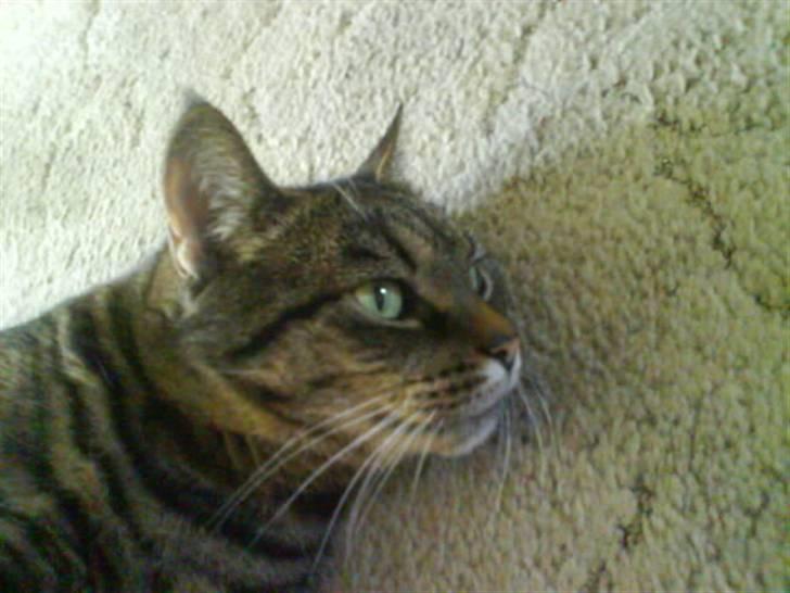 Huskat Sille billede 9