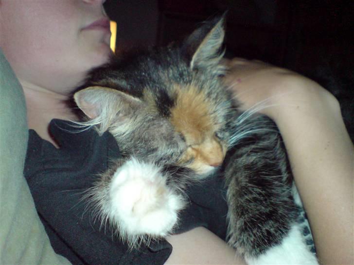 Norsk Skovkat Tulle - Jeg har et stort sovehjerte.... billede 10