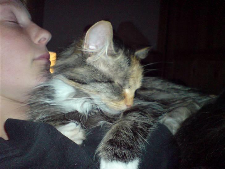 Norsk Skovkat Tulle - eeeeeellllllsker at sove... billede 11