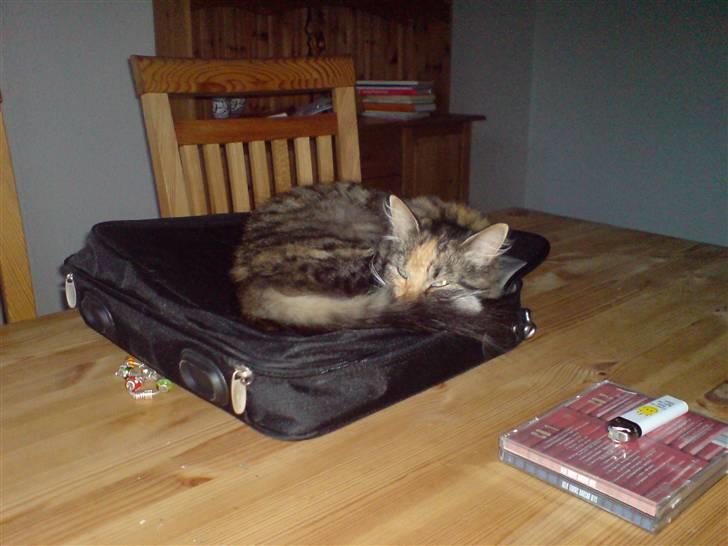 Norsk Skovkat Tulle - God seng...... (taske til bærbar) billede 12