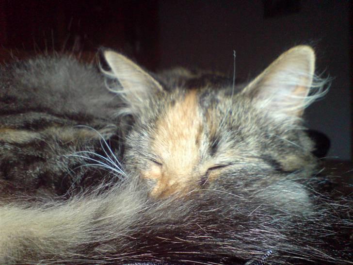 Norsk Skovkat Tulle - Snoooork.... billede 13