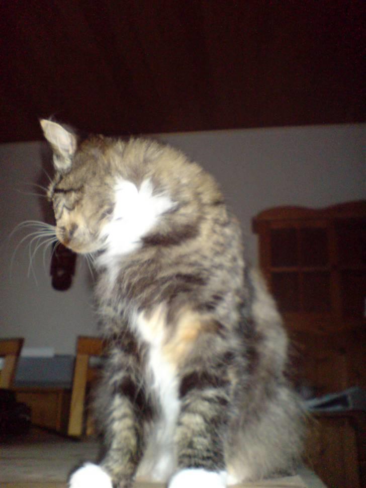 Norsk Skovkat Tulle - Jeg vil ikke fotograferes!! billede 14