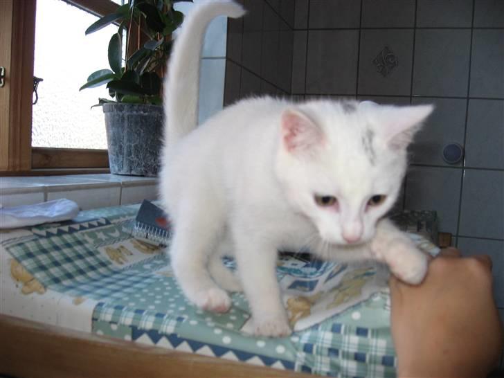 Huskat Isbjørn - Oktober 2007 billede 2