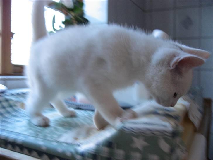 Huskat Isbjørn - Oktober 2007 billede 3
