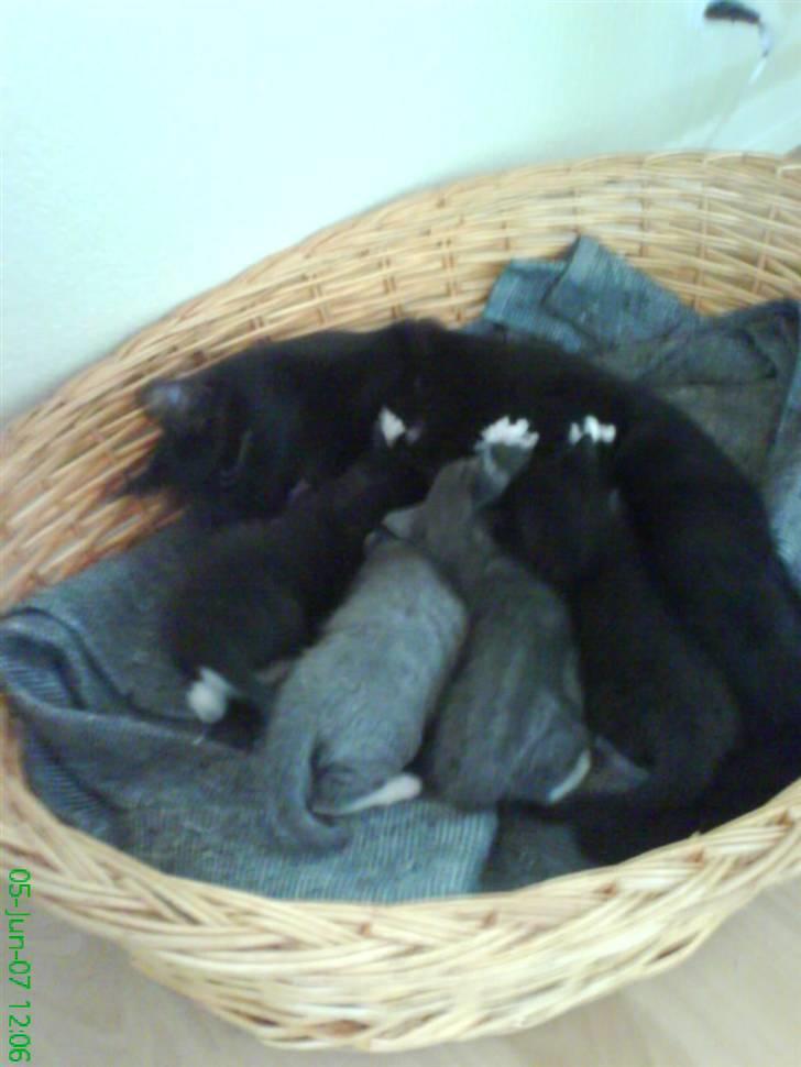 Blanding af racer Charlotte - Her har vi Charlotte som passer hendes killinger godt billede 10