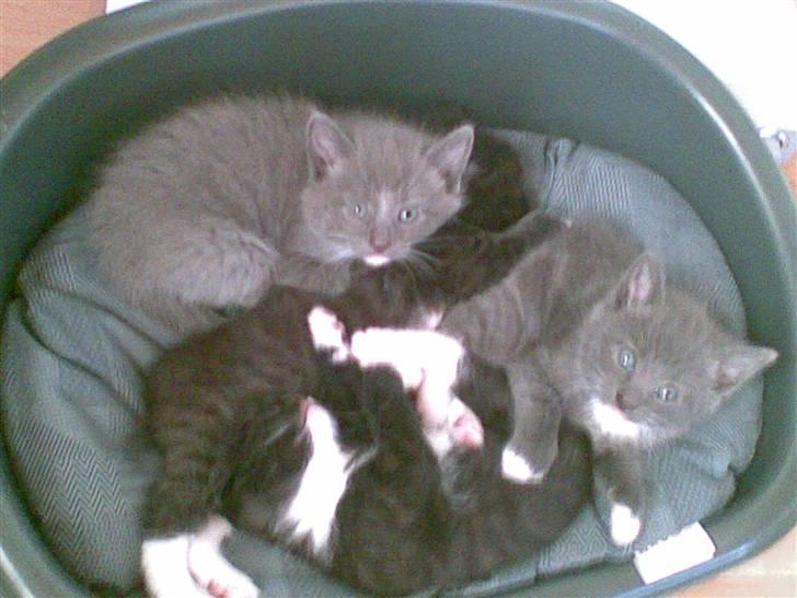 Blanding af racer Charlotte - Charlottes killinger, de kunne lige ligge i den lille blå kurv billede 11