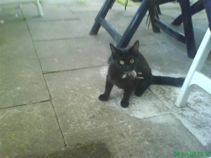 Blanding af racer Charlotte - Mens charlotte havde killinger fik hun den ide at hun selv skulle fange mad til dem, så der blev fanget adskillige fugle og mus. det er dog slut nu. billede 12