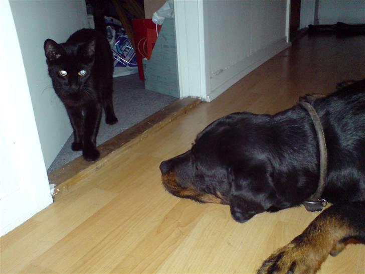 Blanding af racer Charlotte - Det er stadig lidt nyt med hund i huset, meen de kan da godt gå forbi hinanden, Charlotte kan dog stadig være lidt emsig billede 13