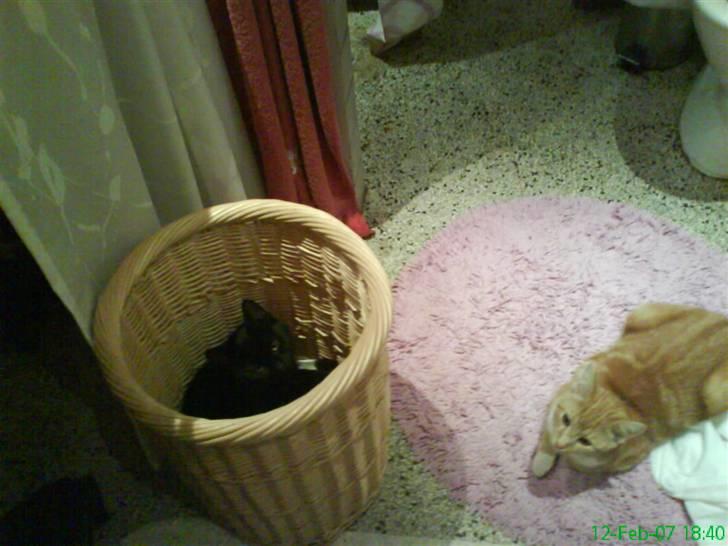 Blanding af racer Charlotte - Ja det er nok dejligt blødt at ligge i vasketøjskurven, Arne ser på med store øjne op til sit idol, nemlig Charlotte billede 14