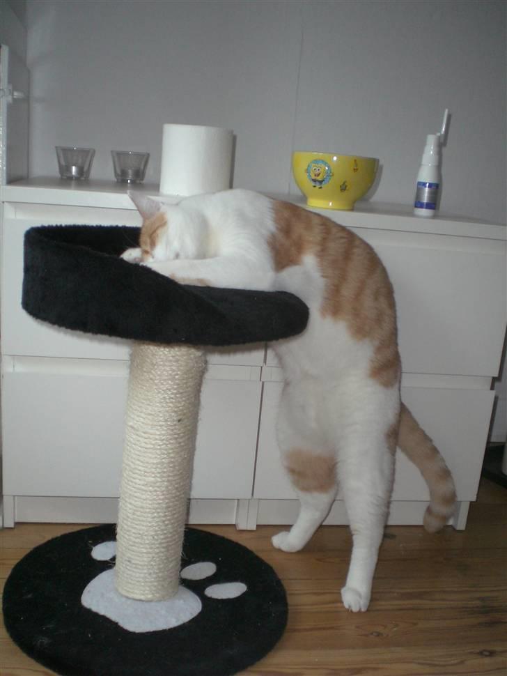 Huskat Speedy billede 7