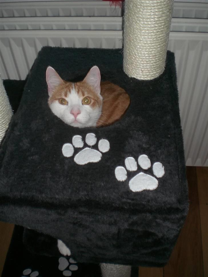 Huskat Speedy billede 8