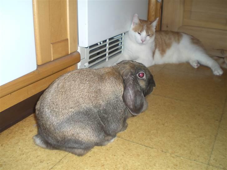 Huskat Speedy billede 9