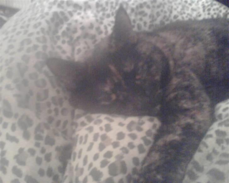 Blanding af racer Djaxa - Trætte Djaxa billede 1