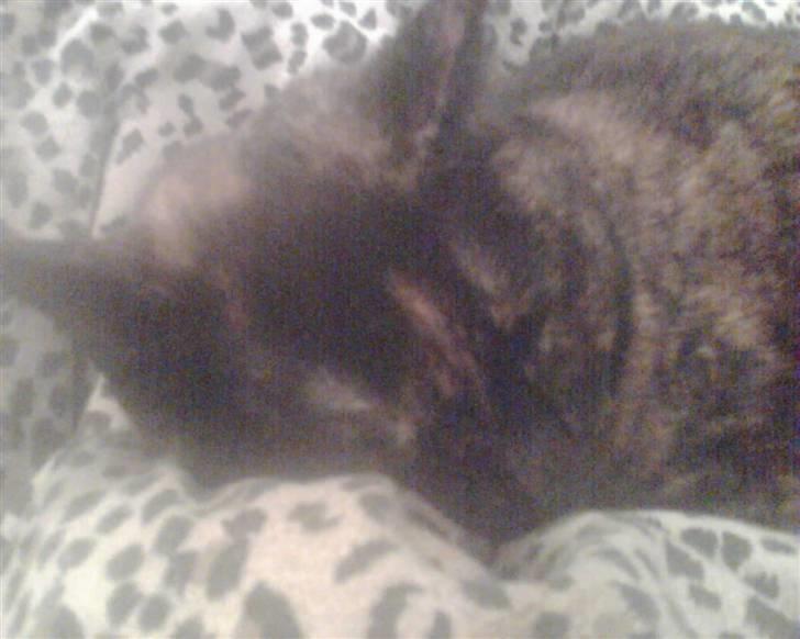 Blanding af racer Djaxa - Sovetrynemissen billede 2